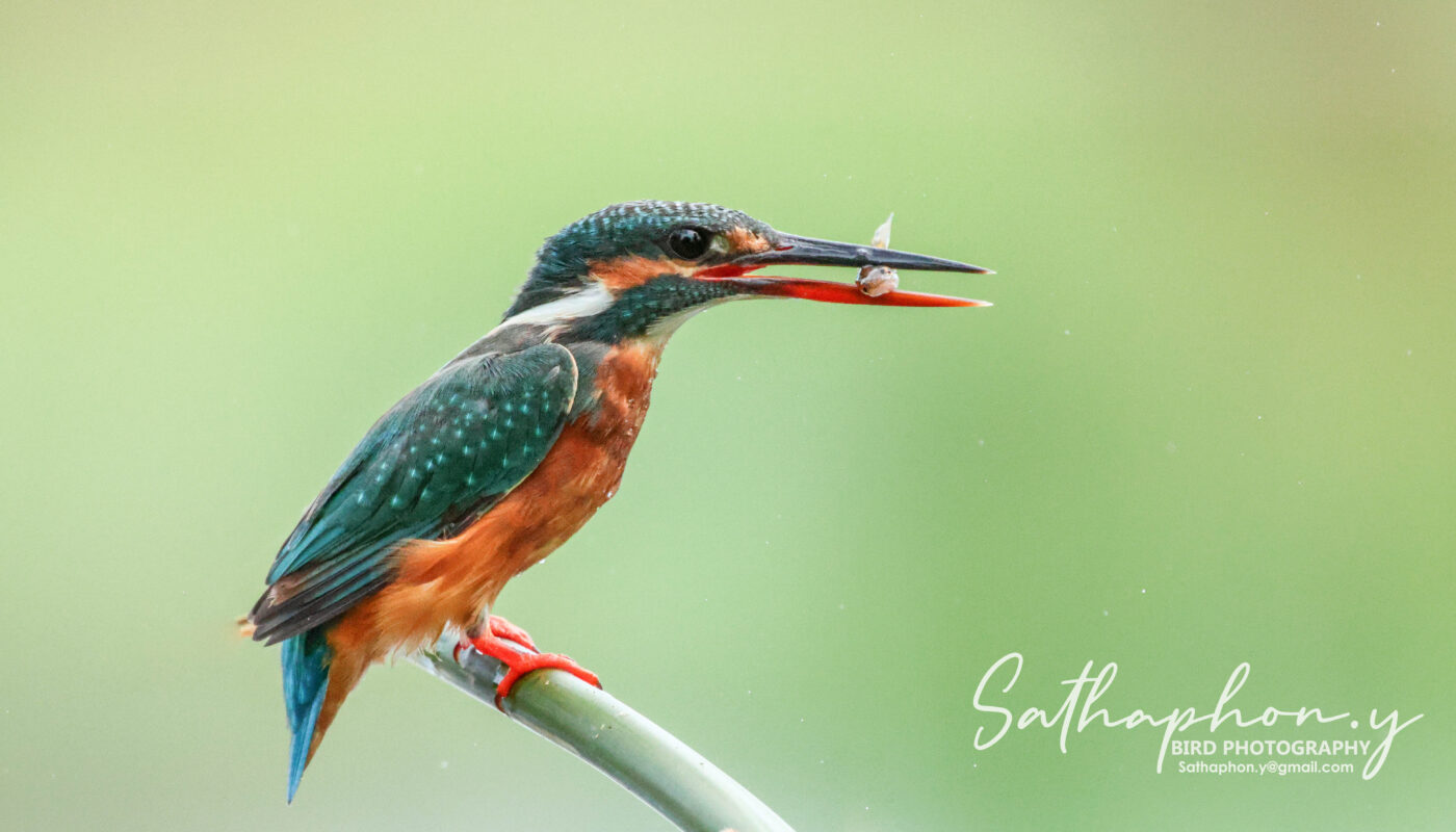 common kingfisher