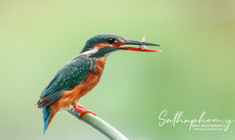 Common Kingfisher.