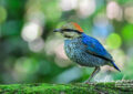 Blue Pitta