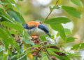 Himalayan Cutia