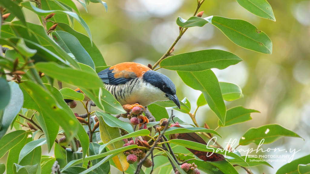 Himalayan Cutia