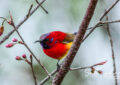 Mrs. Gould's Sunbird