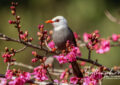 white-headed bulbul