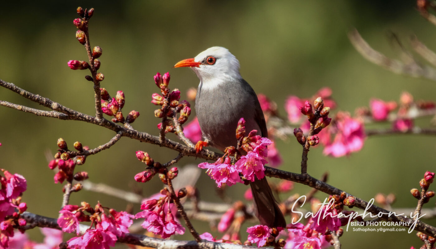 white-headed bulbul