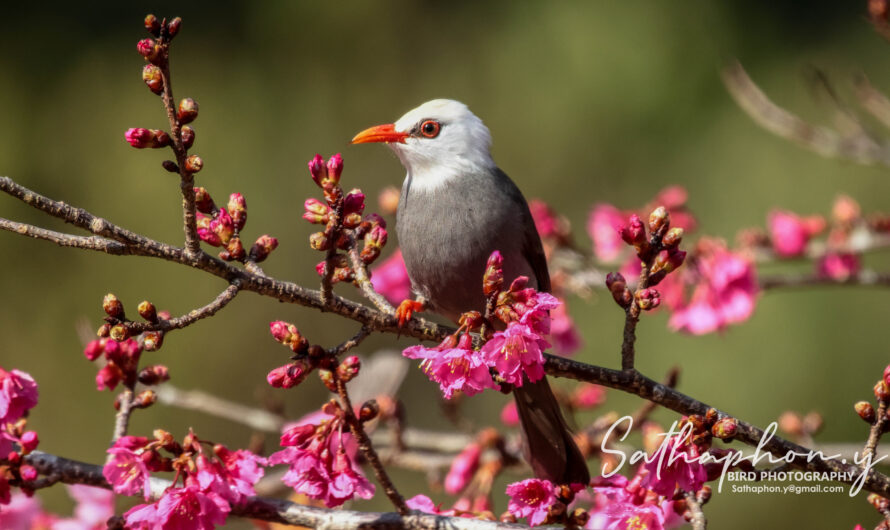 white-headed bulbul