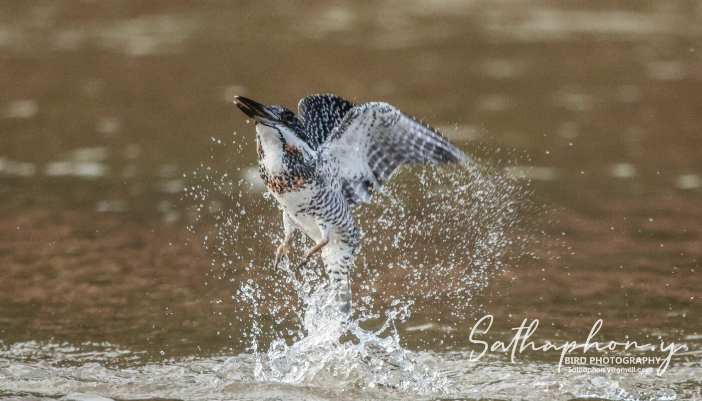 Crested Kingfisher