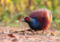 Mrs. Hume's Pheasant