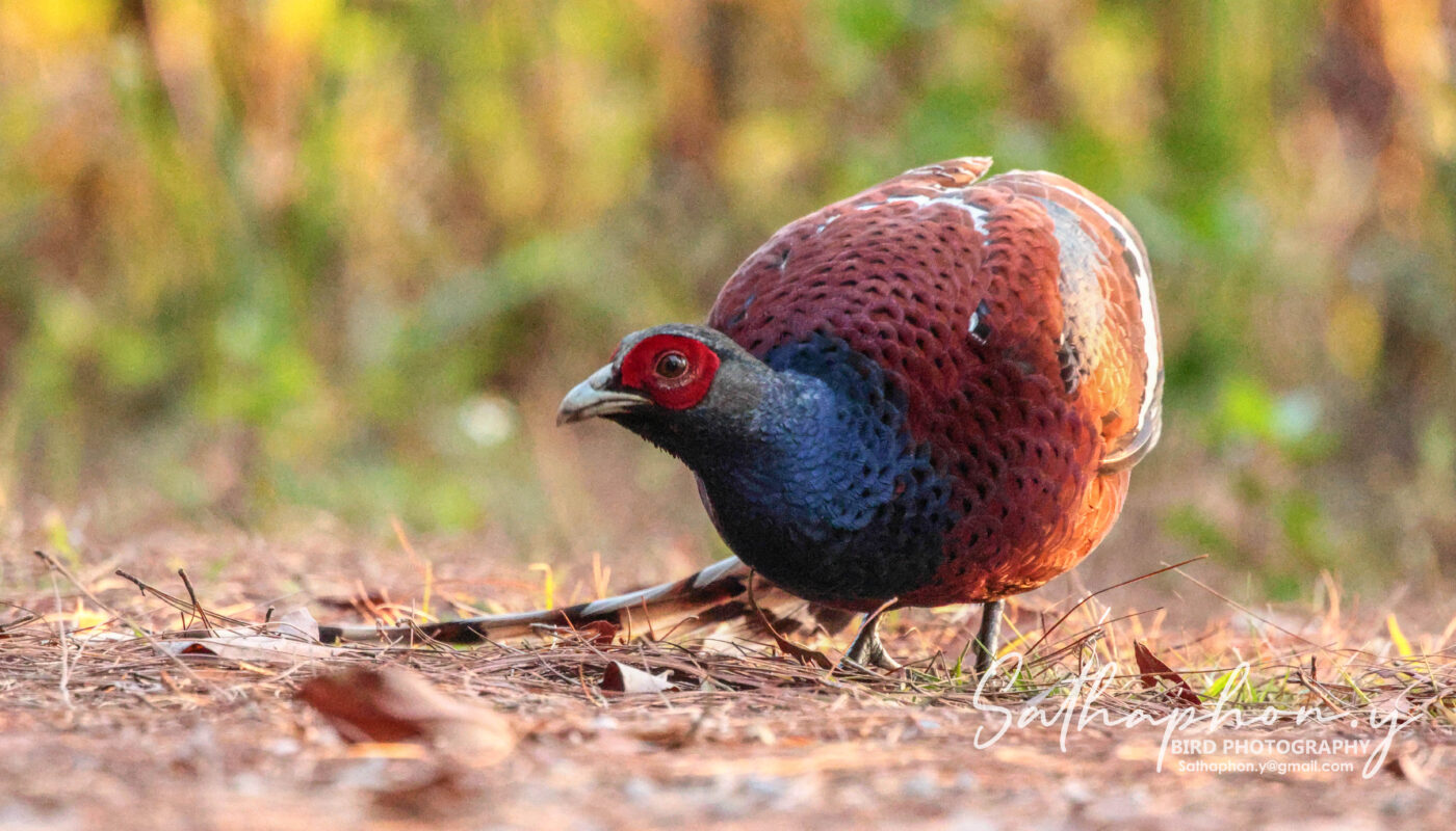 Mrs. Hume's Pheasant