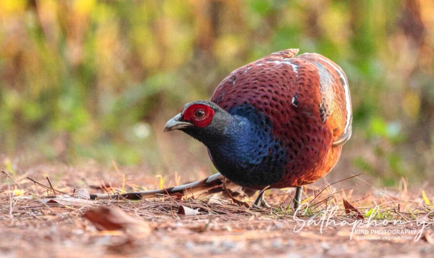 Mrs. Hume's Pheasant