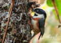 Black-throated Tit