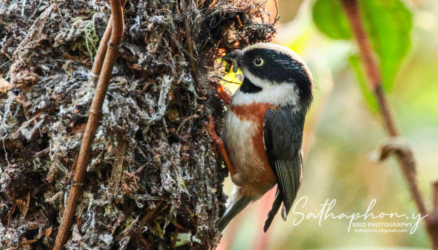 Black-throated Tit