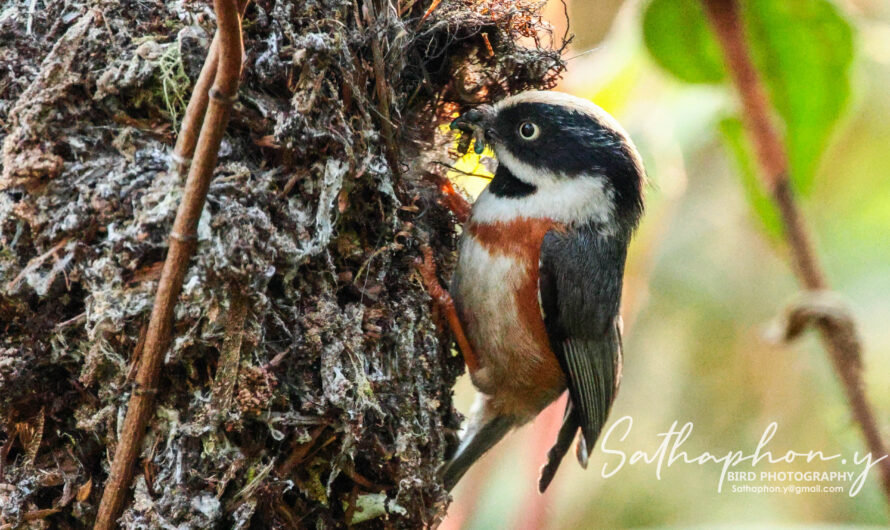 Black-throated Tit