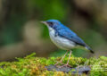 Siberian blue robin
