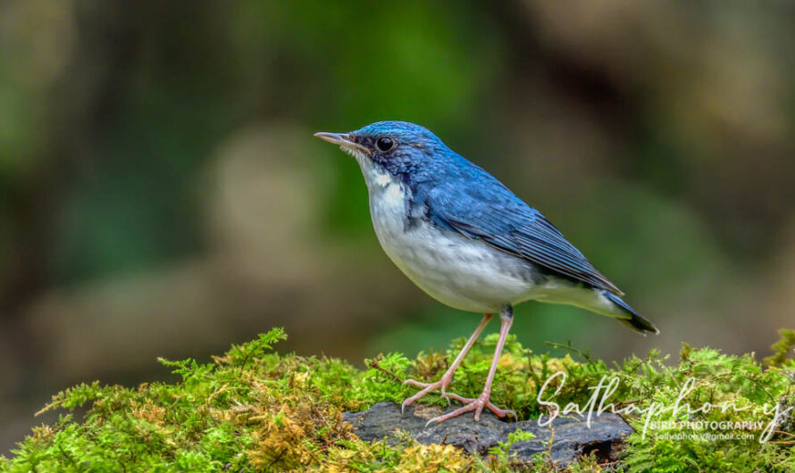 Siberian blue robin
