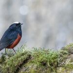 White-capped Redstart