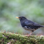 Japanese Thrush
