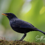 Blue Whistling-Thrush