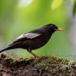 Gray-winged Blackbird