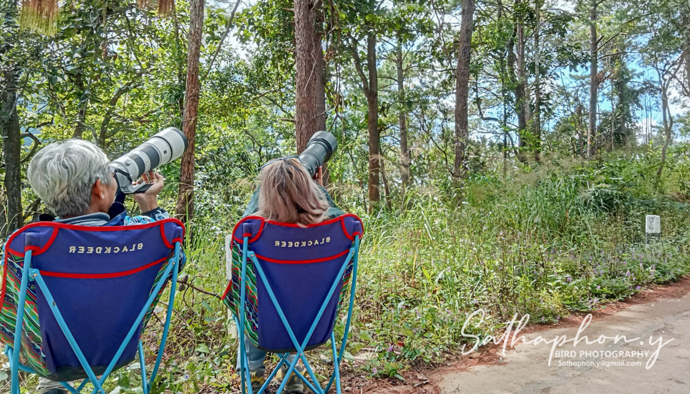 Beginner bird photographers using telephoto lenses in forest Thailand