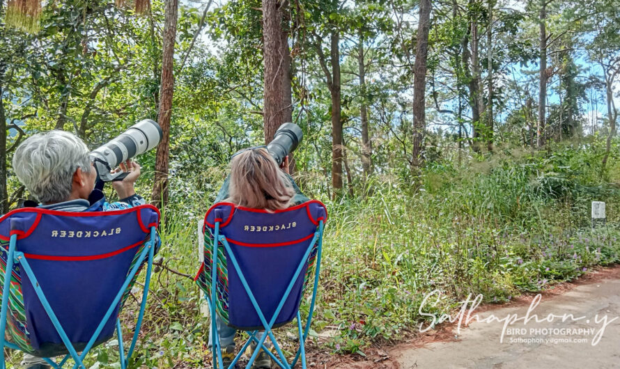 Bird Photography Tips for Beginners