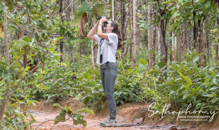 Beginner bird watching in Thailand using binoculars in tropical forest