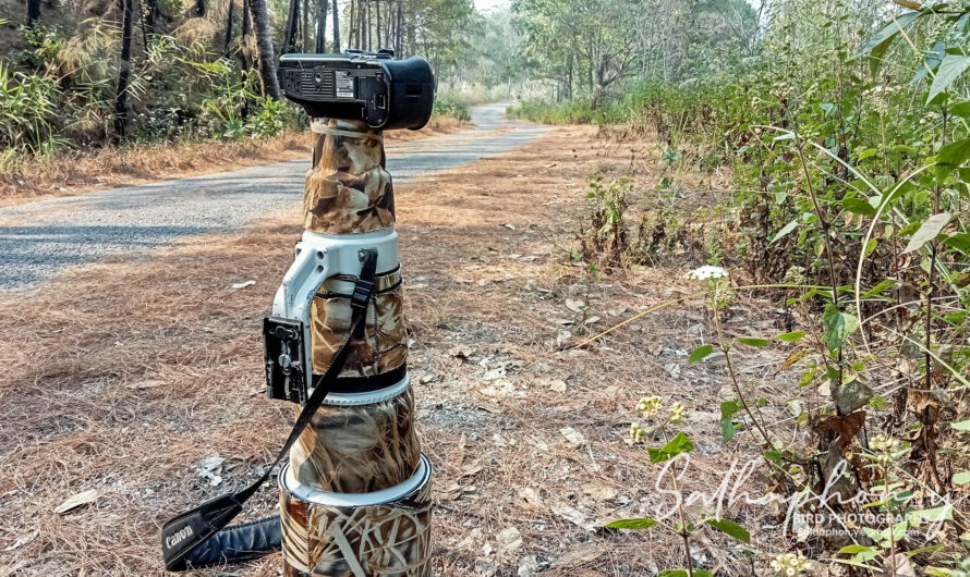 Best Lenses for Bird Photography