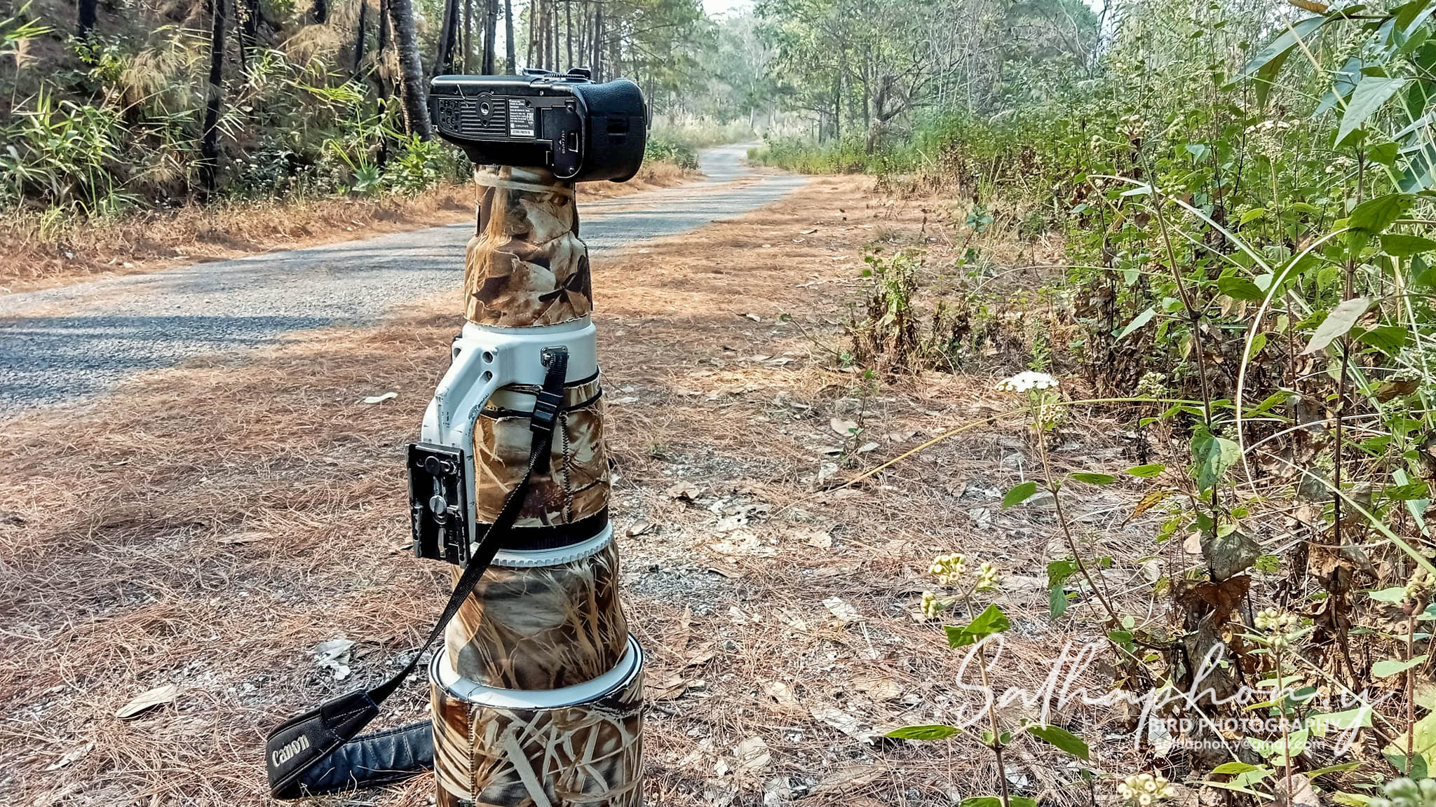Telephoto lens setup for bird photography in Chiang Dao forest, Thailand