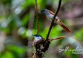 Bird feeding chicks during breeding season in Chiang Dao forest, Northern Thailand