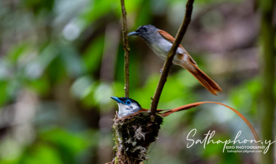Bird Calendar in Chiang Dao: When to See the Most Birds