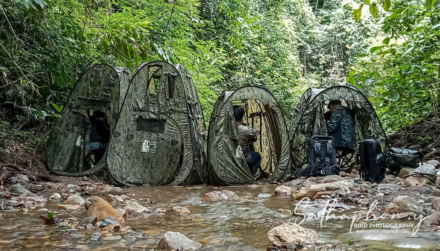 Bird photography hides set up by a stream in Chiang Dao forest, Thailand