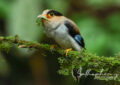 bird feeding on insect in Chiang Dao forest showing seasonal bird photography timing