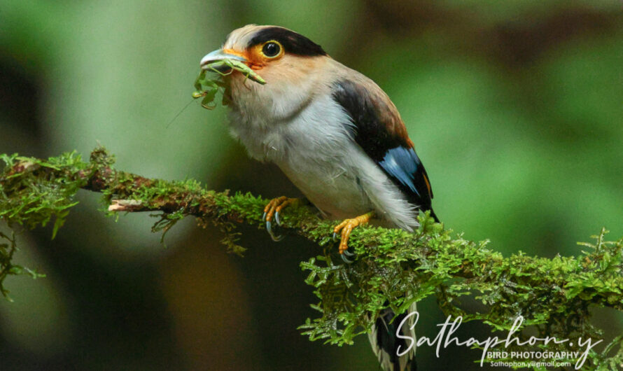 Bird Photography Calendar in Chiang Dao