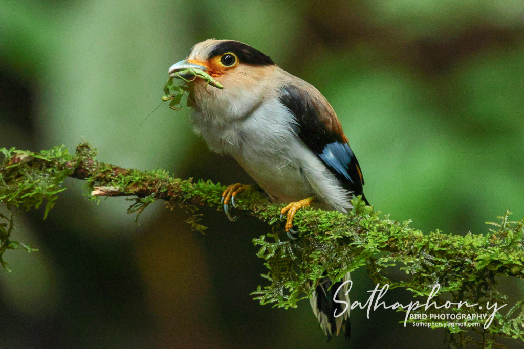 bird feeding on insect in Chiang Dao forest showing seasonal bird photography timing