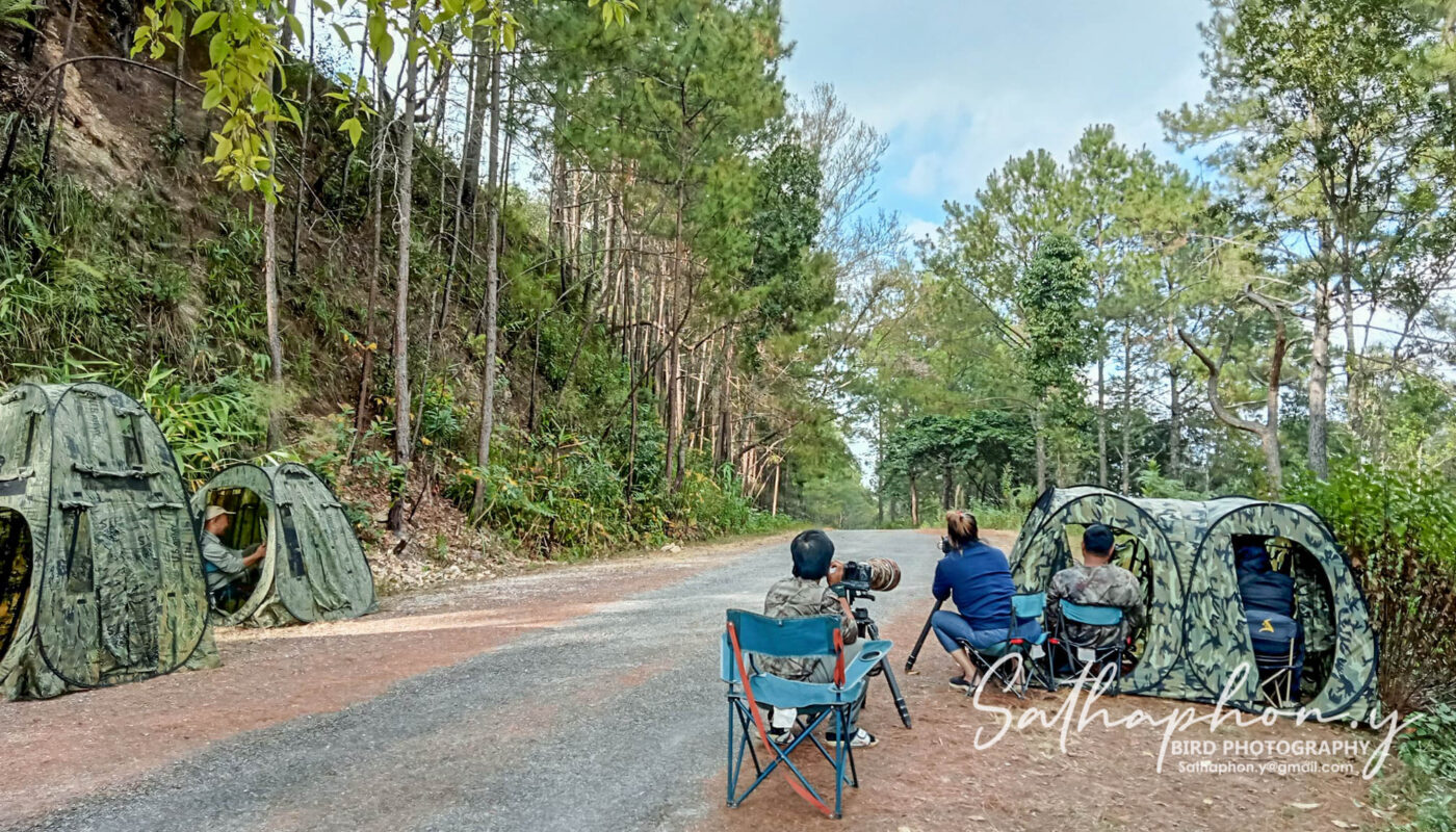 Bird photographers using camouflage hides along forest road in northern Thailand