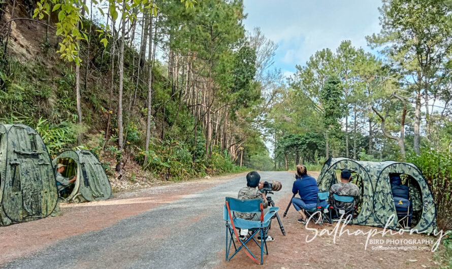 Bird photographers using camouflage hides along forest road in northern Thailand
