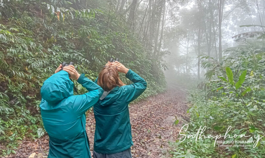 Birdwatching in Chiang Dao with binoculars in a misty mountain forest, Northern Thailand