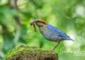 Blue Pitta photographed from a bird hide in Chiang Dao forest Thailand