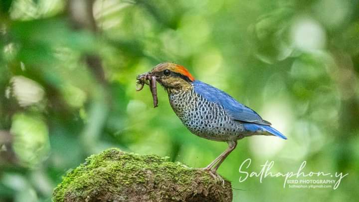 Bird Photography in Chiang Dao: A Natural Paradise