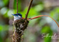 Blyth’s Paradise Flycatcher nesting during breeding season in Chiang Dao Thailand