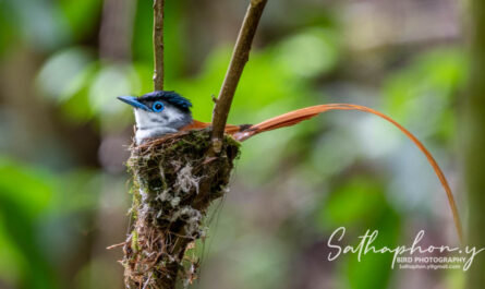 Blyth's Paradise Flycatcher nesting in Chiang Dao forest, Northern Thailand