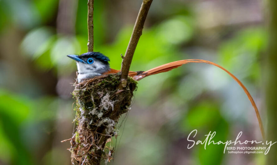 Bird Photography Calendar in Chiang Dao
