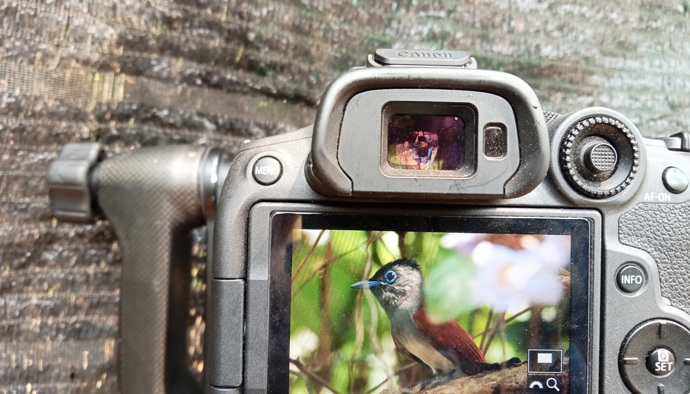 Camera settings for bird photography showing bird image on Canon camera screen in natural environment