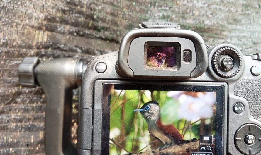 Camera Settings for Bird Photography