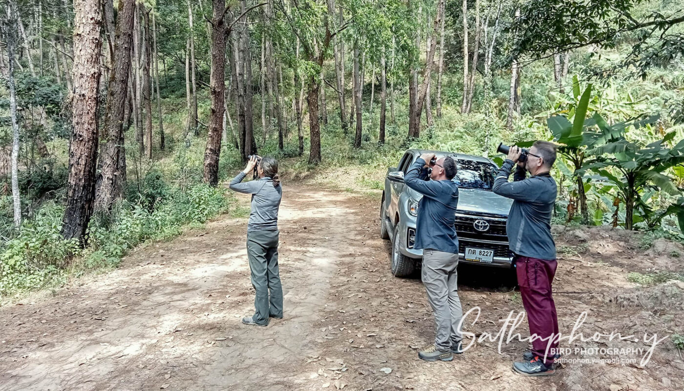 Birding experience in Chiang Dao forest with birdwatchers using binoculars in Northern Thailand