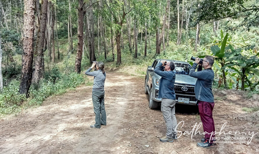 Birding experience in Chiang Dao forest with birdwatchers using binoculars in Northern Thailand