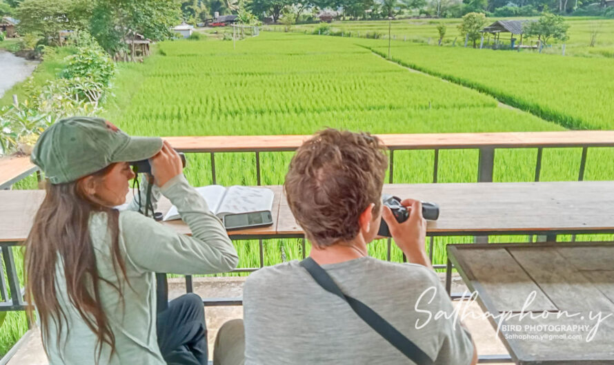Birdwatchers using binoculars and camera in Chiang Dao rice fields Thailand
