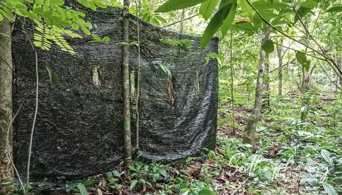 bird photography hide at Chiang Dao Hut Pond in forest with camouflage screen setup