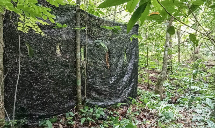 Chiang Dao Hut Bird Hide: A Perfect Spot for Birding & Bird Photography in Northern Thailand