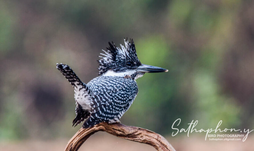 Crested Kingfisher perched on branch in Chiang Dao, Northern Thailand