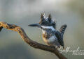Crested Kingfisher perched on a branch in soft morning light in Chiang Dao Thailand
